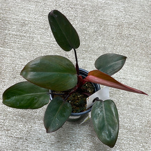Philodendron Dark Lord 4"