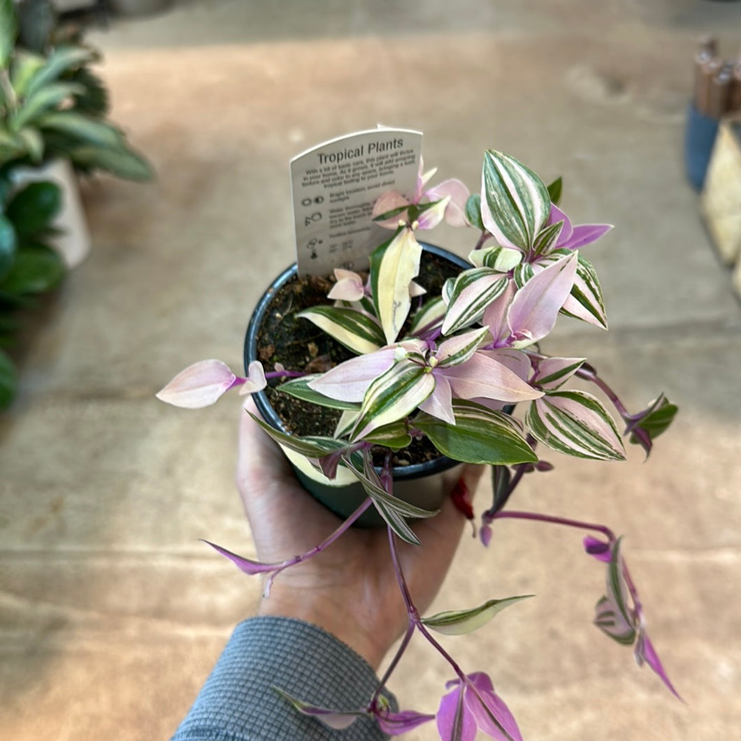 Tradescantia albiflora 'Rainbow' 4