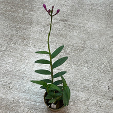 Load image into Gallery viewer, Epidendrum Miracle Valley