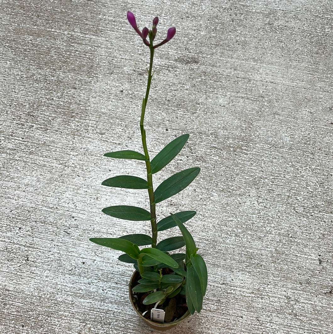 Epidendrum Miracle Valley