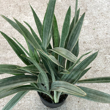 Load image into Gallery viewer, Sansevieria Sayuri 10&quot; - Snake Plant