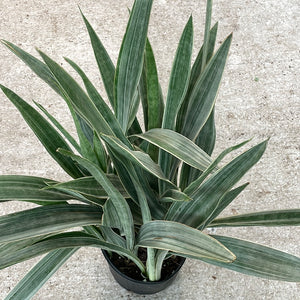 Sansevieria Sayuri 10" - Snake Plant
