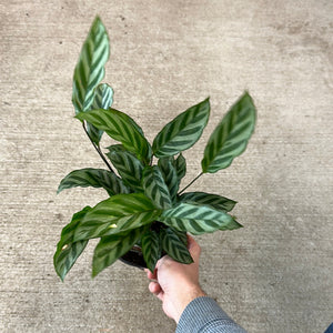 Calathea concinna 'Freddie' 6in