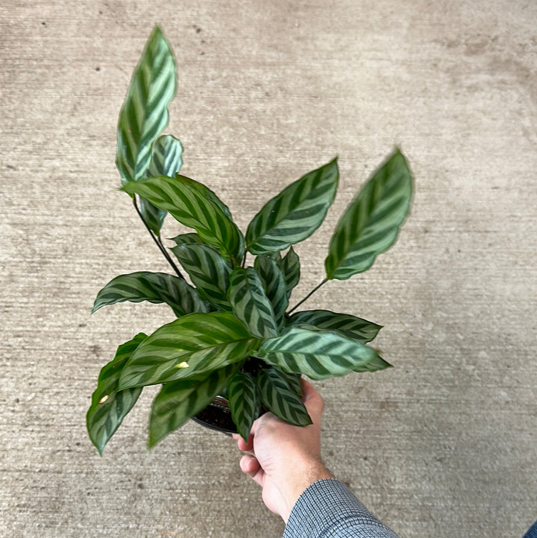 Calathea concinna 'Freddie' 6in