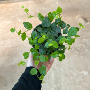 Ficus Pumila/Repens 4"