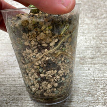Load image into Gallery viewer, Monstera Albo Cup B