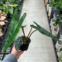 Load image into Gallery viewer, Philodendron billietiae 4&quot;