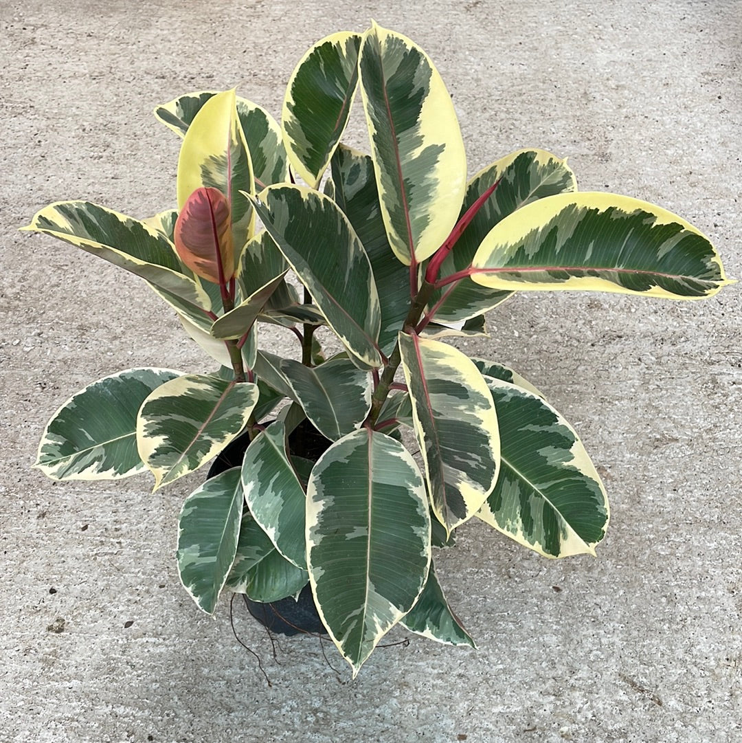 Ficus elastica 'Tineke' 8