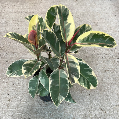 Ficus elastica 'Tineke' 8