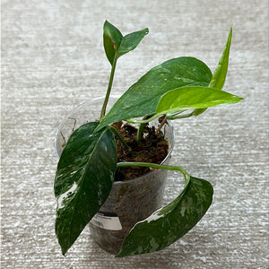 Epipremnum pinnatum variegata cup