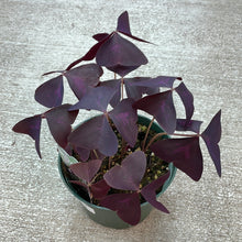 Load image into Gallery viewer, Oxalis Assorted 6&quot; - Purple Shamrock