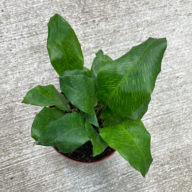 Calathea musaica 4