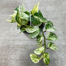 Load image into Gallery viewer, Epipremnum &#39;Marble Queen&#39; 6&quot; HB - Marble Queen Pothos