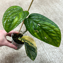 Load image into Gallery viewer, Monstera Peru Variegata Cup B