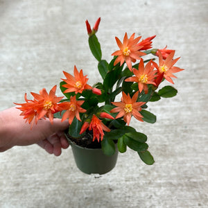 Rhipsalidopsis sp. 4" - Spring Cactus
