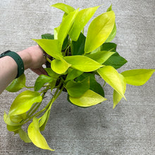 Load image into Gallery viewer, Epipremnum aureum &#39;Neon&#39; 6&quot;