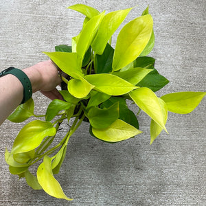 Epipremnum aureum 'Neon' 6"