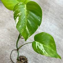 Load image into Gallery viewer, Monstera Albo Cup F