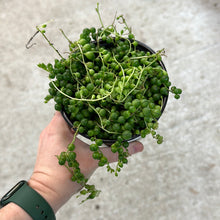 Load image into Gallery viewer, Senecio Rowleyanus 4&quot; - String of Pearls