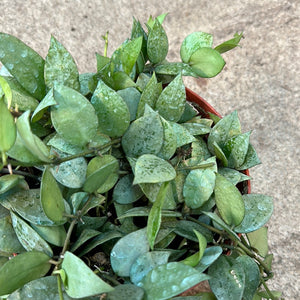 Hoya krohniana 'Super Silver' 6"