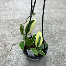 Load image into Gallery viewer, Hoya verticillata albomarginata 3&quot;/4&quot;
