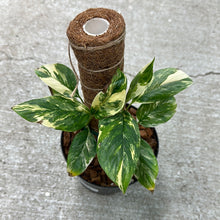 Load image into Gallery viewer, Monstera Lechleriana Variegata 5&quot;