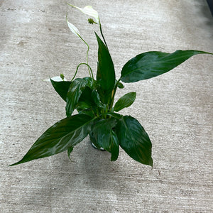 Spathiphyllum 4" - Peace Lily