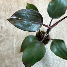 Load image into Gallery viewer, Philodendron &#39;White Knight&#39; Cup