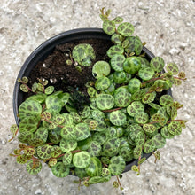 Load image into Gallery viewer, Peperomia prostrata 4&quot; - String of Turtles
