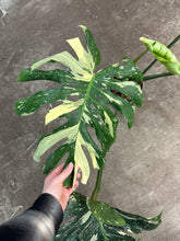 Load image into Gallery viewer, Monstera Thai Constellation Extra Large 8&quot; - Plant &quot;C&quot;