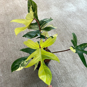Philodendron Florida Beauty 6"