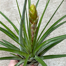 Load image into Gallery viewer, Fasciculata tropiflora 9-12&quot;