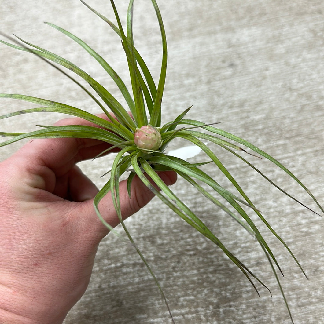 stricta green air plant Stricta Soft Leaf 4-5" – Kent East Hill Nursery