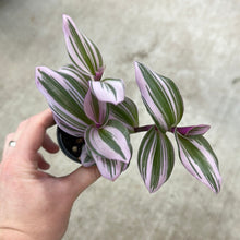 Load image into Gallery viewer, Tradescantia Nanouk 2&quot;