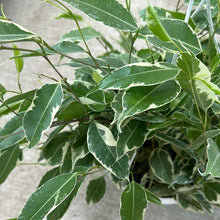 Load image into Gallery viewer, Ficus Starlite 8&quot; HB