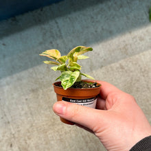 Load image into Gallery viewer, Ficus Shivereana 2&quot;