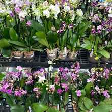 Load image into Gallery viewer, Phalaenopsis sp. 4&quot; - Double Spike Orchid