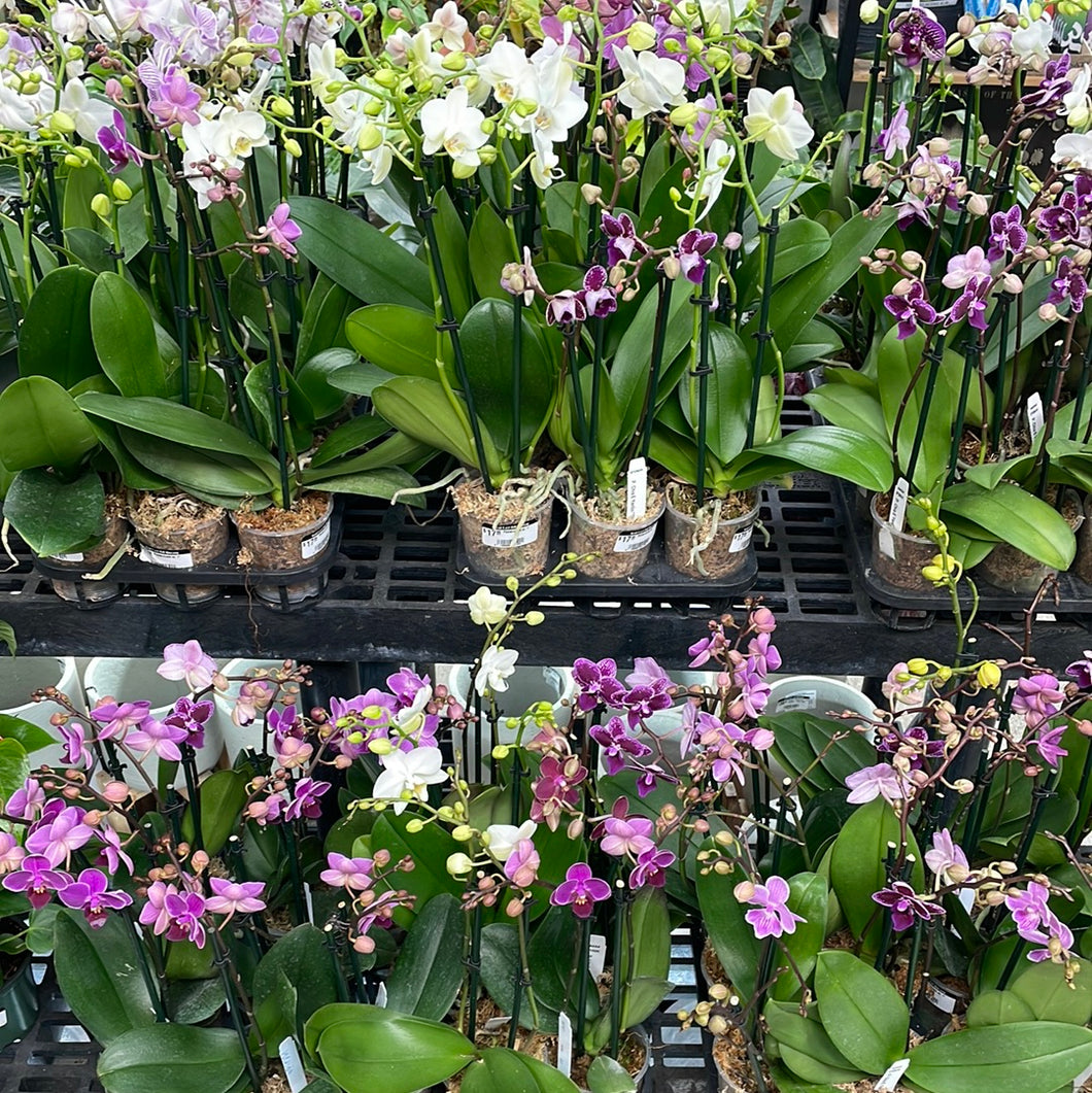 Phalaenopsis sp. 4
