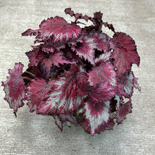 Load image into Gallery viewer, Begonia sp. 6&quot; - Rex Begonia Assorted