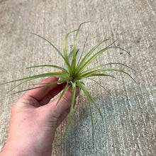 Load image into Gallery viewer, Stricta Soft Leaf 3-4&quot;