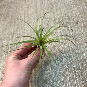 Stricta Soft Leaf 3-4"