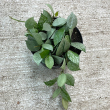 Load image into Gallery viewer, Hoya krohniana &#39;Super Silver&#39; 4&quot;