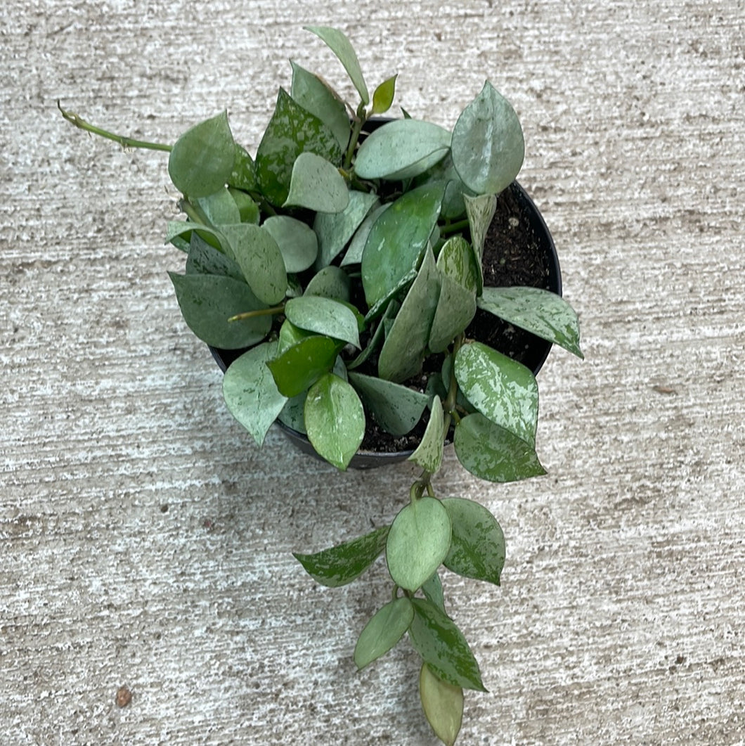 Hoya krohniana 'Super Silver' 4