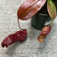 Load image into Gallery viewer, Assorted Nepenthes 4&quot;