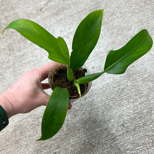 Philodendron panduriforme cup