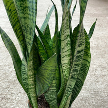 Load image into Gallery viewer, Sansevieria &#39;Black Coral&#39; 6&quot; Black Coral Snake Plant