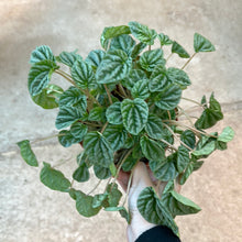 Load image into Gallery viewer, Peperomia sp. 6&quot; - Ripple Peperomia