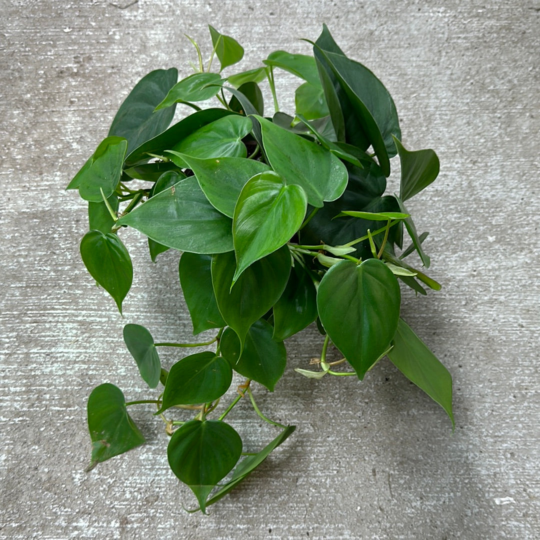 philodendron cortadum Philodendron Cordatum 'Heartleaf' 6" Pot / Nursery Pot