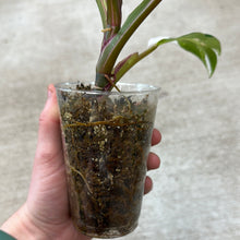 Load image into Gallery viewer, Philodendron White Princess  Cup Plant &#39;F&#39;