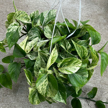 Load image into Gallery viewer, Epipremnum &#39;Marble Queen&#39; 8&quot;  HB - Marble Queen Pothos